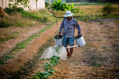 Tiêu chuẩn hóa là yêu cầu thiết yếu cho sản xuất kinh doanh nông nghiệp